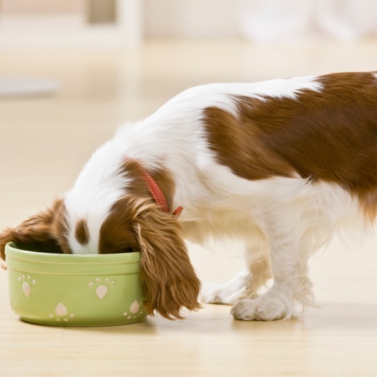 Puppy eating from food bowl. Horizontally framed shot.