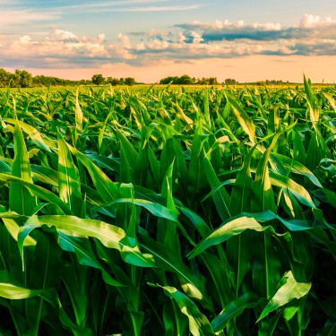 cornfield at sunset in Illinois