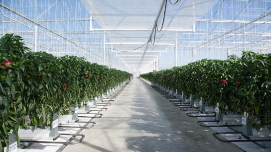 Plants growing in greenhouse