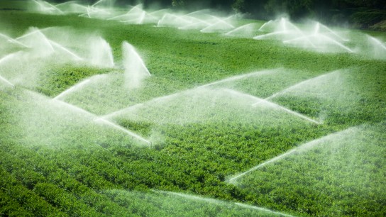 "A green row celery field is watered and sprayed by irrigation equipment in the Salinas Valley, California USA"
