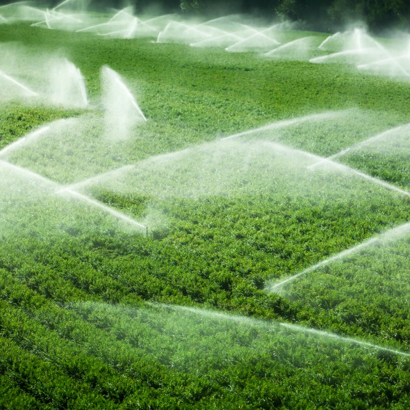 "A green row celery field is watered and sprayed by irrigation equipment in the Salinas Valley, California USA"