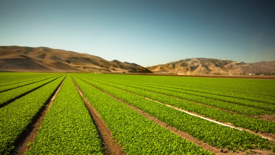 A green row celery field in the Salinas Valley, California USA