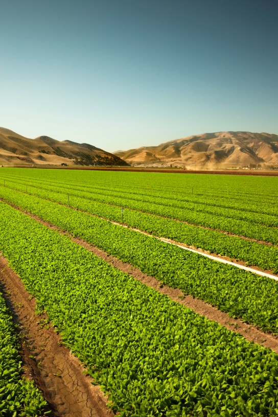 A green row celery field in the Salinas Valley, California USA