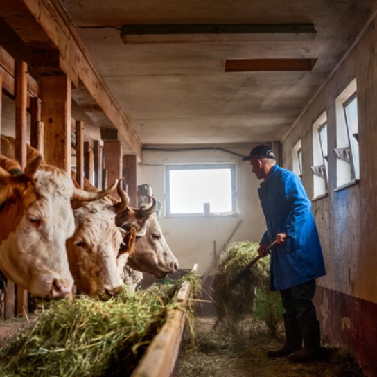 farmer feeding Simmental cattle cows in barn on organic farm, Switzerland