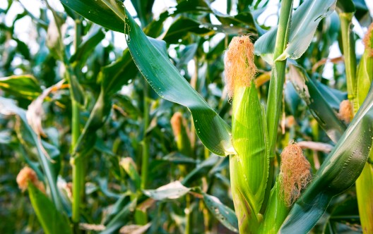 green cornfield ready for harvest