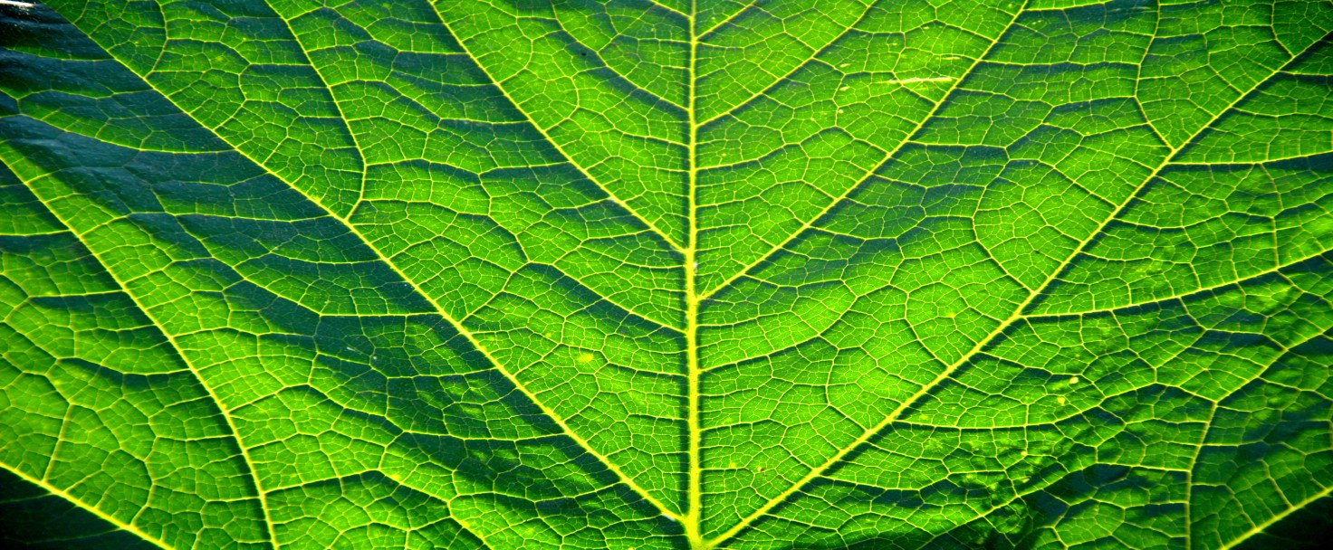 The chlorophyll green color of the leaves