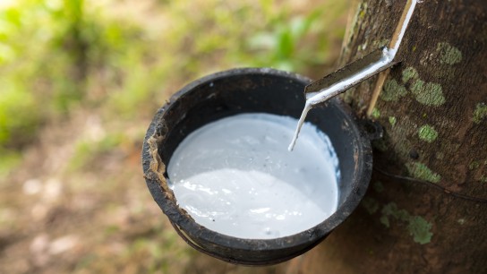 Milky latex extracted from rubber tree (Hevea Brasiliensis) as a source of natural rubber