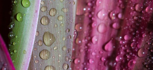 Abstract drops of water on flower leaf
GettyImages-504078544.jpg