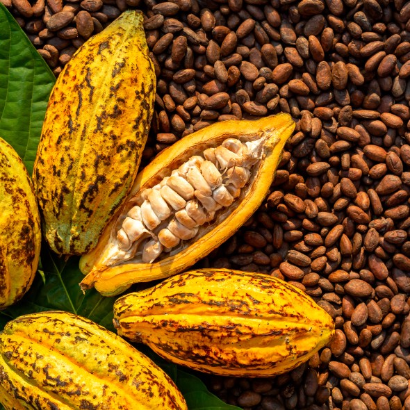 Aromatic cocoa beans as background, Cocoa Beans and Cocoa Fruits on wooden.