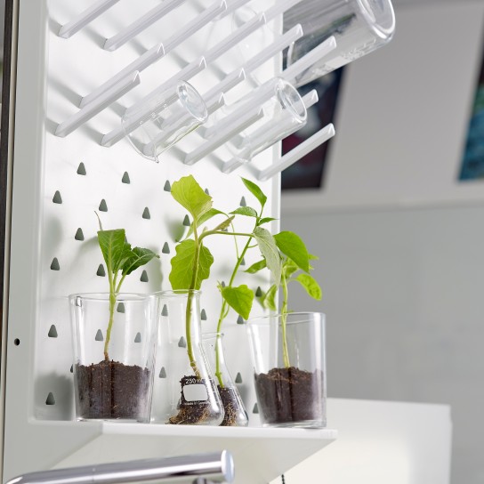Plants grow in laboratory glasses