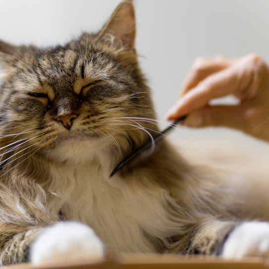 The cat kept at an interior (Maine Coon)
GettyImages-544347800.jpg