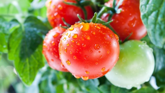 Fresh cherry tomatoes on the vine
GettyImages-471389011.jpg