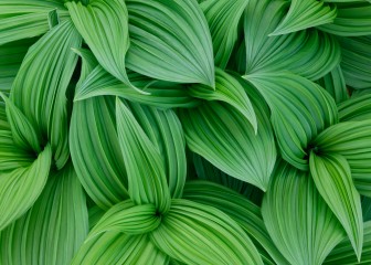   False hellebore pattern, Veratrum californicum