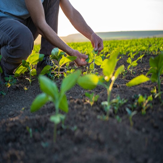 Small farmer business. Organic home grown produce.
GettyImages-1501984362.jpg