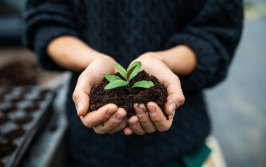 Cropped shot of a female gardener holding a sapling with soil. Close-up of gardener's hands with a young plant at garden center.
GettyImages-1185416687.jpg