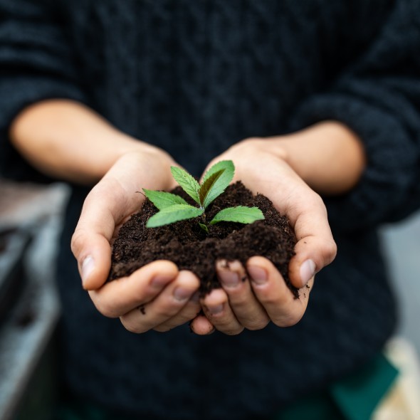 Cropped shot of a female gardener holding a sapling with soil. Close-up of gardener's hands with a young plant at garden center.
GettyImages-1185416687.jpg