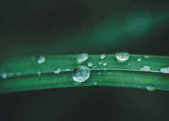 Close up of Blades of grass.