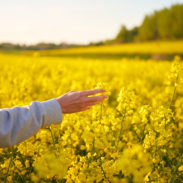 Female hand touching yellow rapeseed flowers during walking through field on sunset.