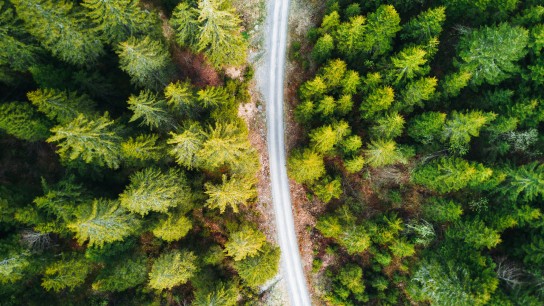 summer forest aerial view in switzerland