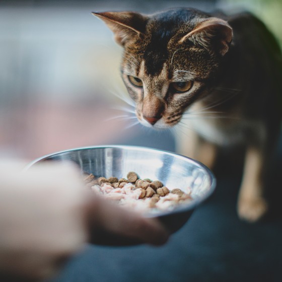 Cat getting food
