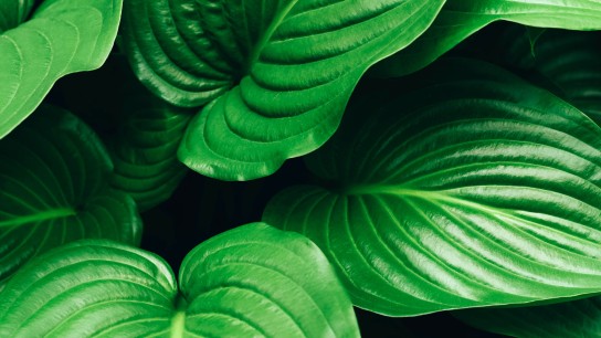 Beautiful background with large green leaves. Hosta leaves. Tropical background.