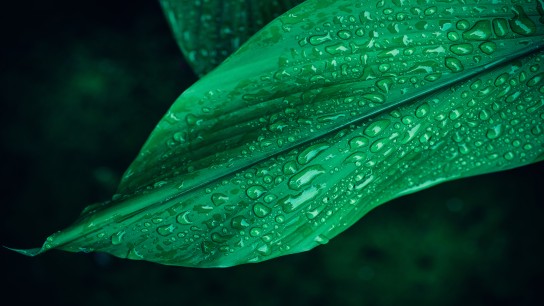 Leaf with rain