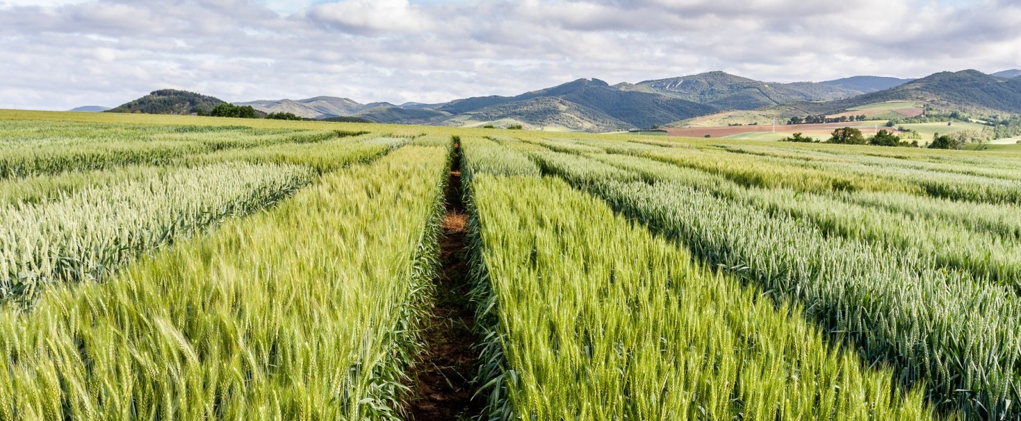 Cereal crop trials, Azpa, Navarra, Spain