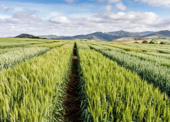 Cereal crop trials, Azpa, Navarra, Spain