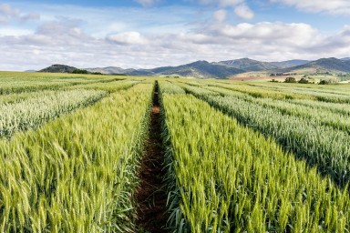 Cereal crop trials, Azpa, Navarra, Spain