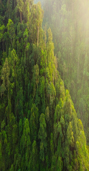 Arbres dans le brouillard