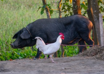 A pig and a hen standing next to a agricultural field
