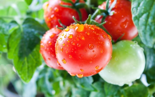 Fresh cherry tomatoes on the vine
