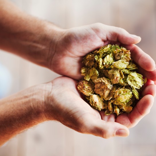 Close up of human hands holding a handful of dried hops.