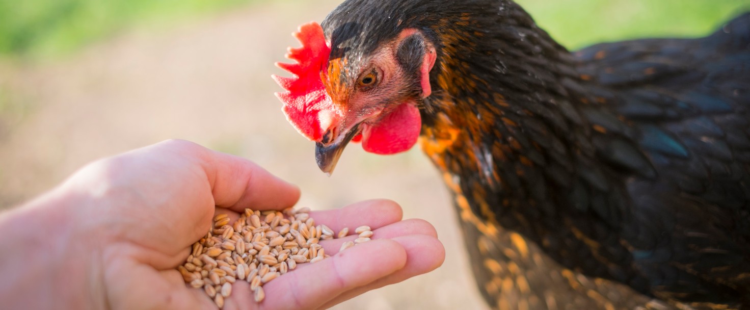 Young Black Copper Marans female hen eating wheat grains from a mans hand