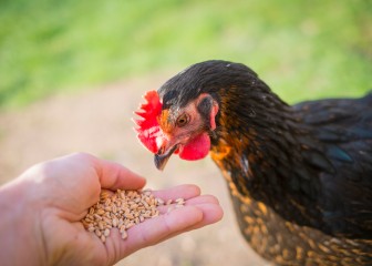 Young Black Copper Marans female hen eating wheat grains from a mans hand