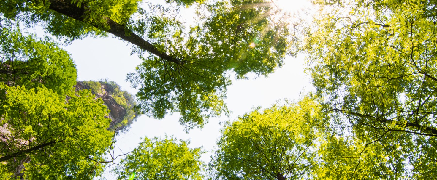 Original low point of view of a beautiful tall forest outdoor on autumn season with nice vanishing point of the long trees.
GettyImages-1183999933.jpg