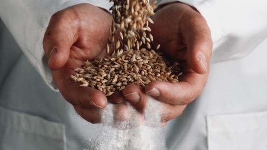 wheat becomes flour
