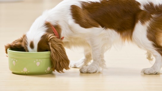 Puppy eating from food bowl. Horizontally framed shot.