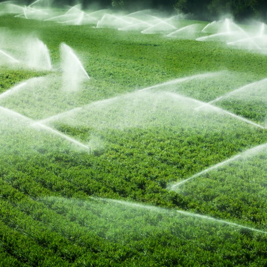 "A green row celery field is watered and sprayed by irrigation equipment in the Salinas Valley, California USA"