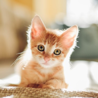 Složky pro průmysl krmiv pro domácí zvířata