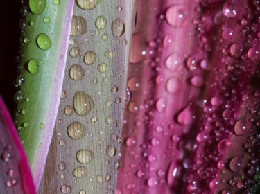 Abstract drops of water on flower leaf