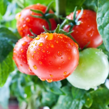 Fresh cherry tomatoes on the vine
GettyImages-471389011.jpg