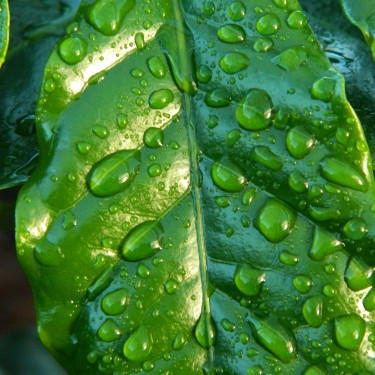 Full frame shot of raindrops on leaf