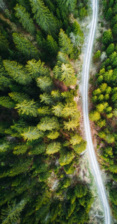 summer forest aerial view in switzerland