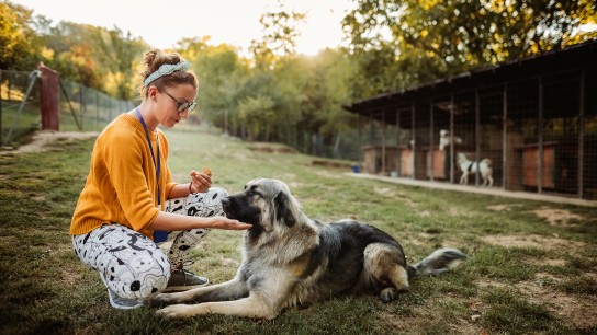 Young adult woman working and playing with adorable dogs in animal shelter