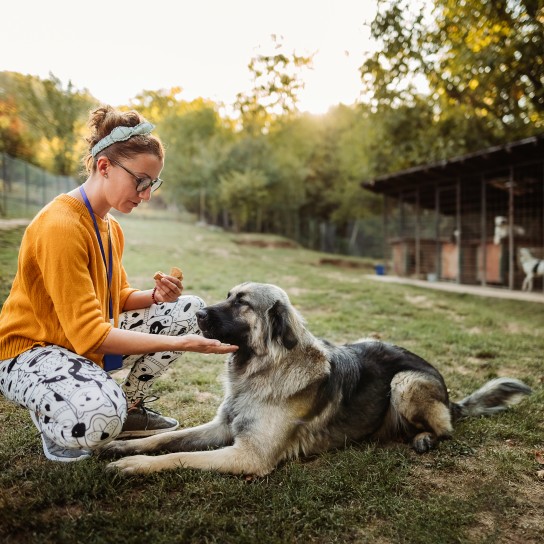 Young adult woman working and playing with adorable dogs in animal shelter