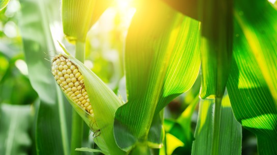 Fresh cob of ripe corn on green field at sunset