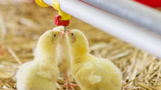 Chicks on a farm