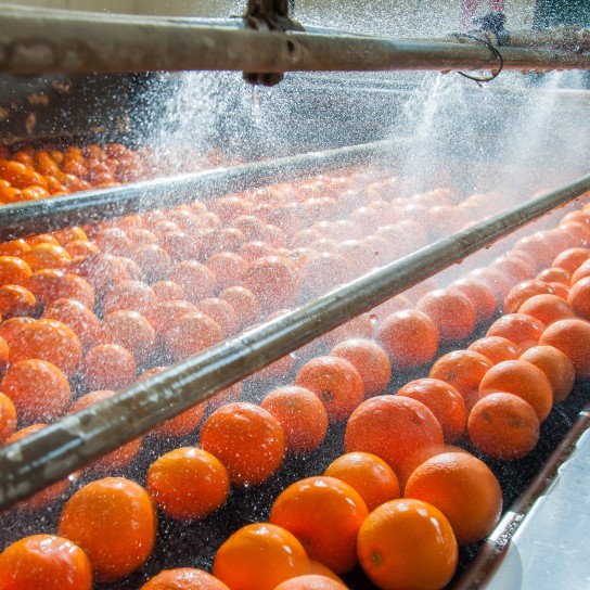 The working of citrus fruits
