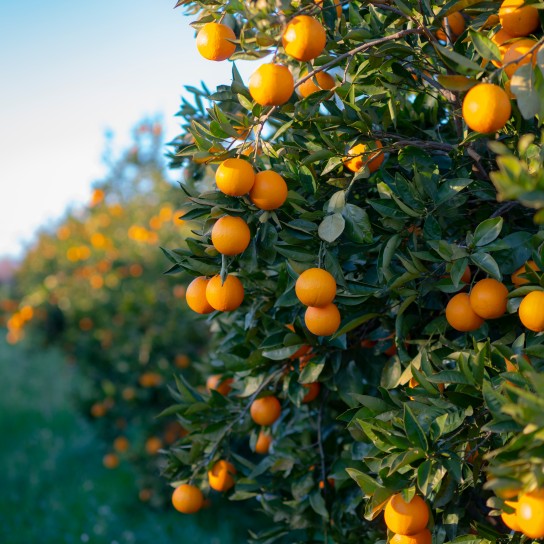 Oranges growing on tree orchard, Mugla, Turkey
GettyImages-1204893081.jpg